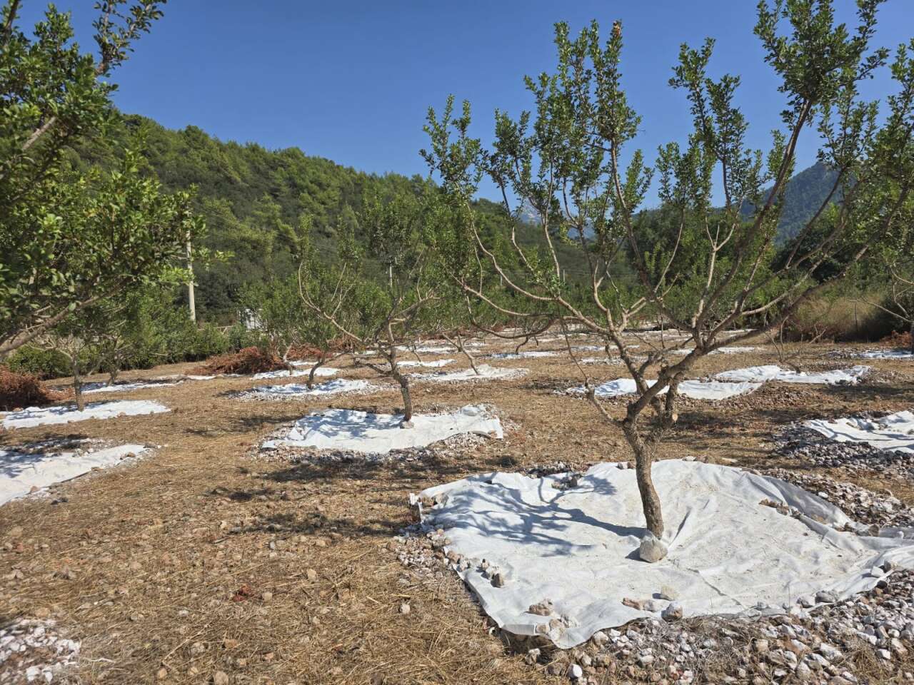 Muğla’da 11 Yıllık Bekleyiş Sona Erdi: Sakız Hasadı Başladı 3